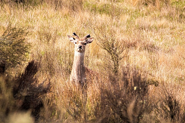Ska Deer 3 - NZ General - Graham Reichardt Photography 