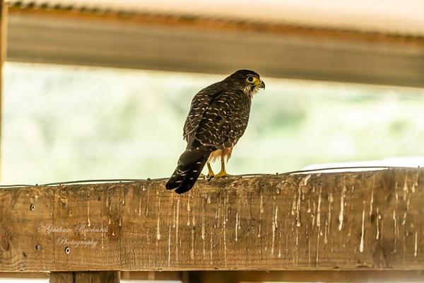 falcon (7 of 1) - NZ General - Graham Reichardt Photography 