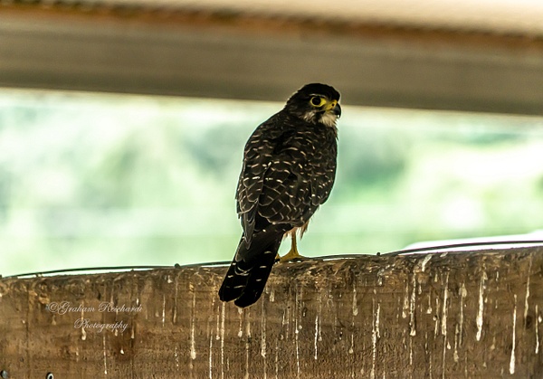 NZ Native Falcon (5 of 1) - NZ General - Graham Reichardt
