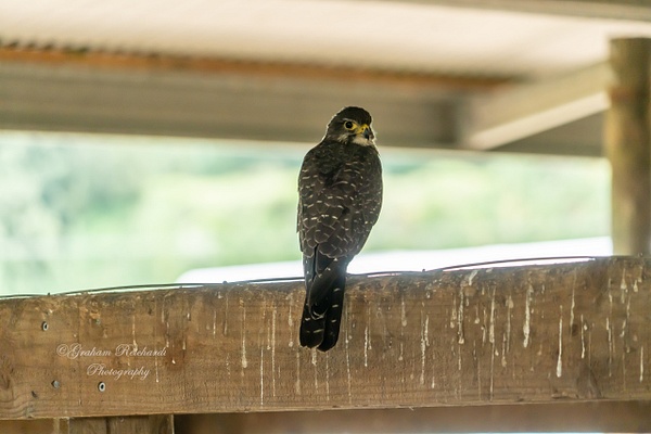 NZ Native Falcon (2 of 1) - NZ General - Graham Reichardt 