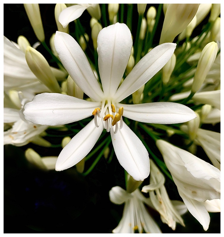 White nile lily