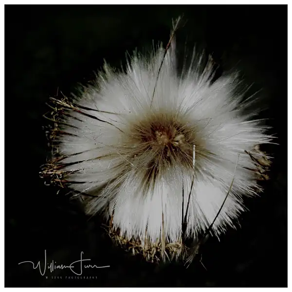 Coltsfoot by WilliamFurr