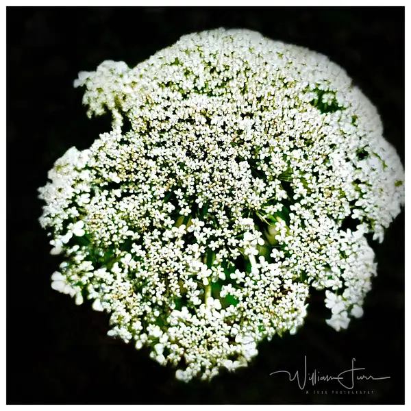 Queen Anne’s lace by WilliamFurr