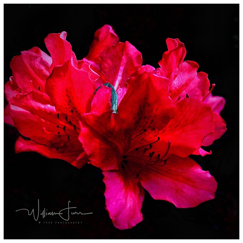 Red Indian azalea