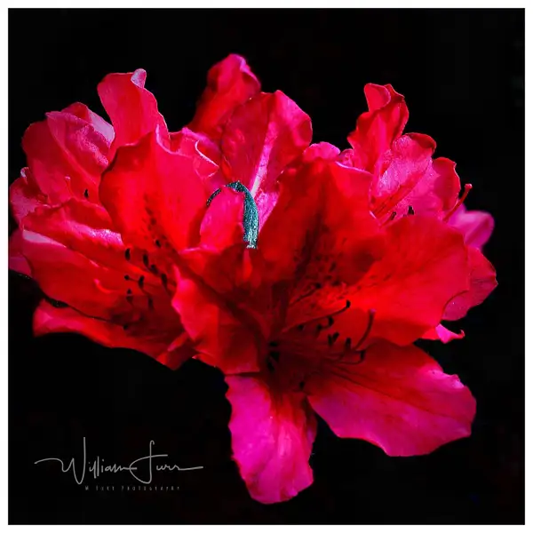 Red Indian azalea by WilliamFurr