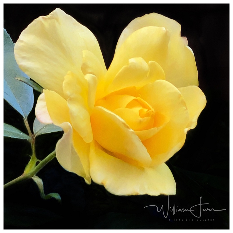 yellow rose 1