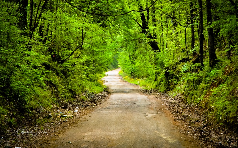 Forest road wfp