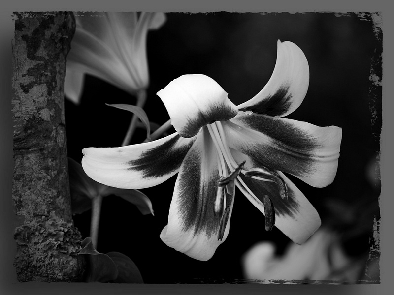 Art garden lily