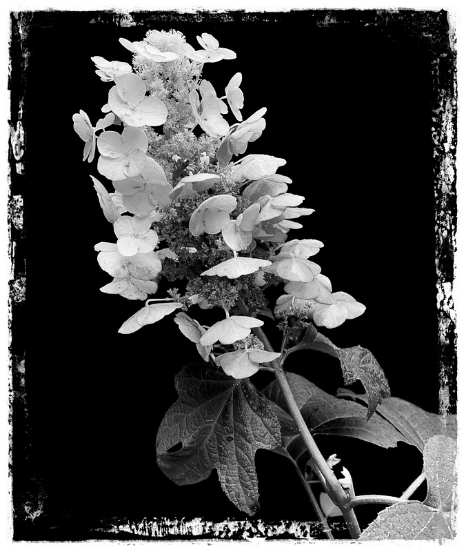Oak leaf Hydrangea on white