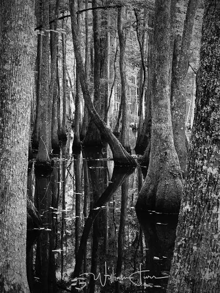 Cypress swamp by WilliamFurr