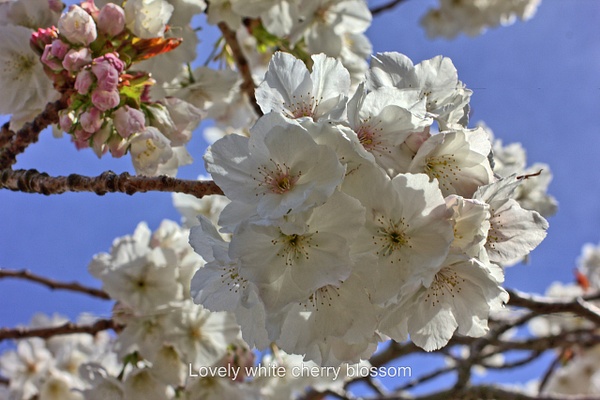 White Cherry Blossom - Flowers - Ronald Bell