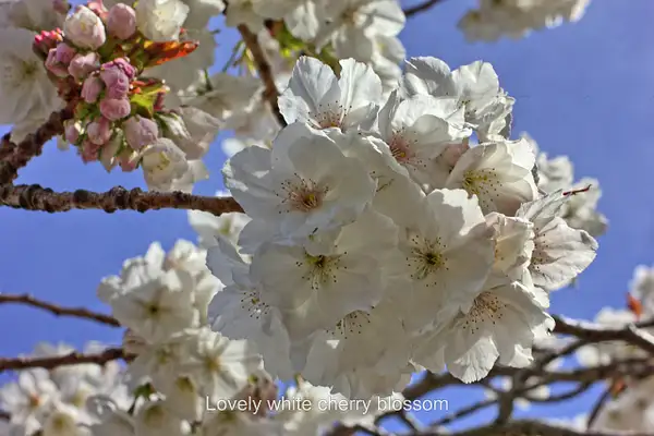 White Cherry Blossom by ronnie-bell