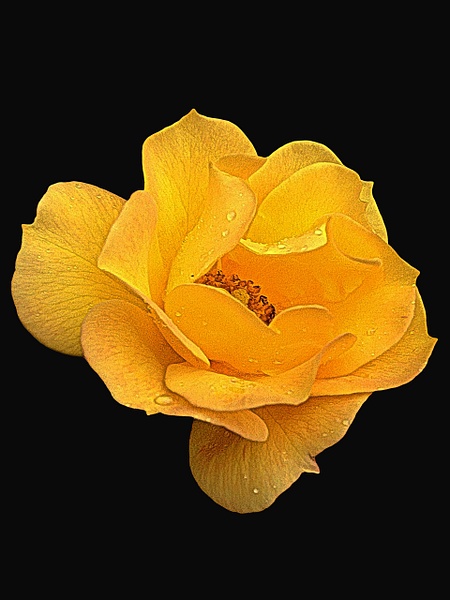 October Rose - Flowers - Ronald Bell 
