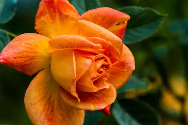Garden Rose by ronnie-bell