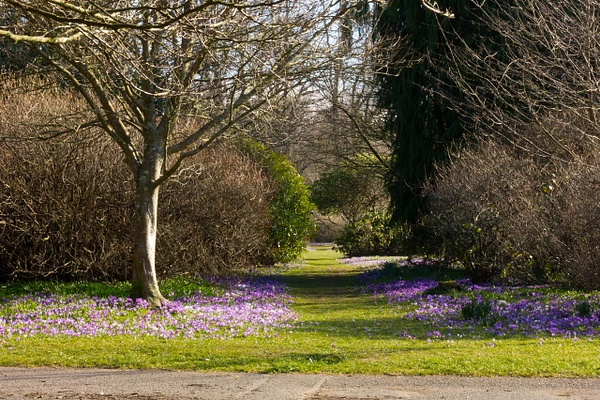 The Crocus Path - Castles and Landscapes - Ronald Bell 