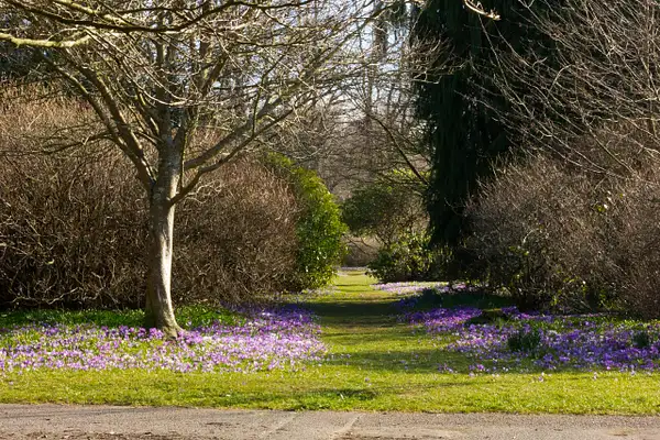 The Crocus Path by ronnie-bell