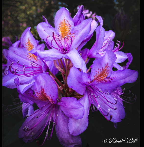 Rhododendron - Ronald Bell