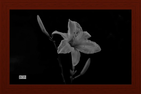 A delicate flower captured in monochrome against a dark background.