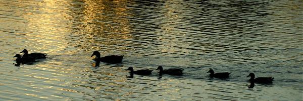 A line of ducks swimming peacefully across calm waters at sunset.