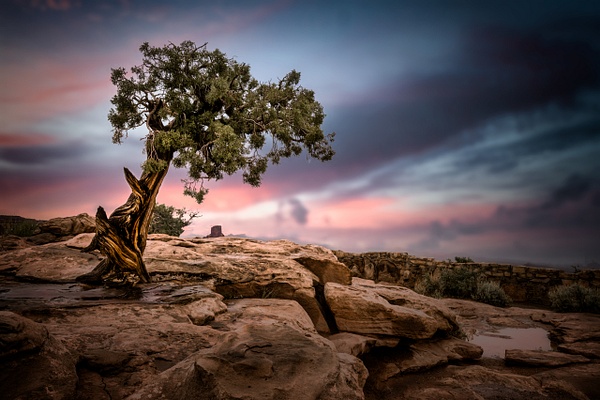 Lone Tree, Moab Utah - Landscape - Peter Aragone