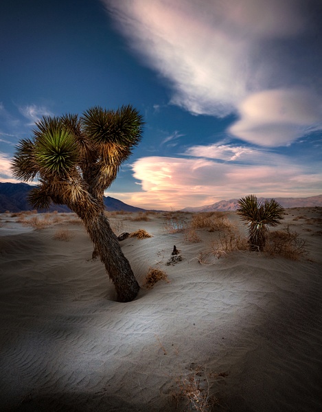 Joshua Tree In The Desert, California - Landscape - Peter Aragone