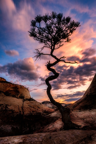Twisted Tree at Sunrise, Zion National Park, Utah - Peter Aragone 