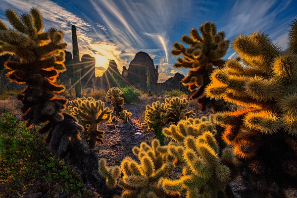 Desert Sunset, Arizona - Peter Aragone