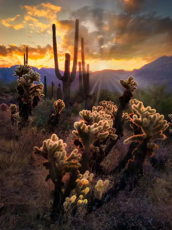 Desert-Cholla Cactus-Sunset-Arizona