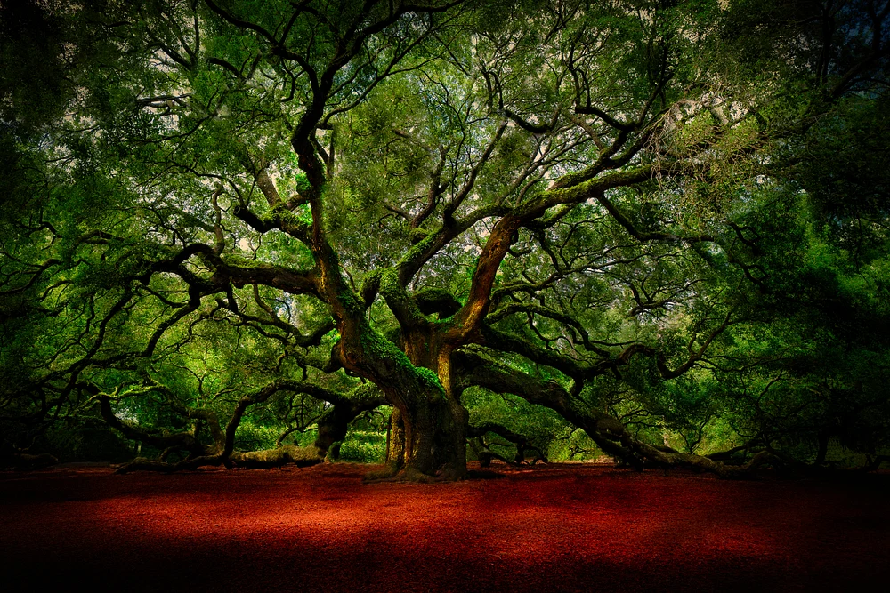 Angel Oak-Johns Island-Low Country-Oak Tree-Charleston-South Carolina