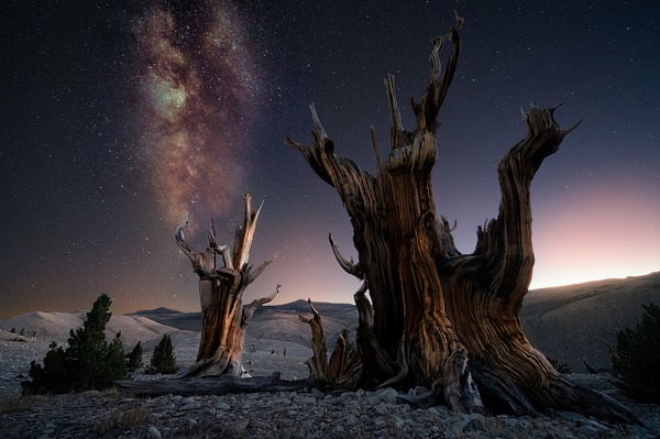 Standing Guard!  Milky Way Over Ancient Bistlecones, California - Peter Aragone 