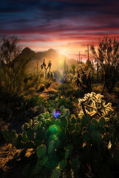 Desert Ghosts, Arizona - Peter Aragone