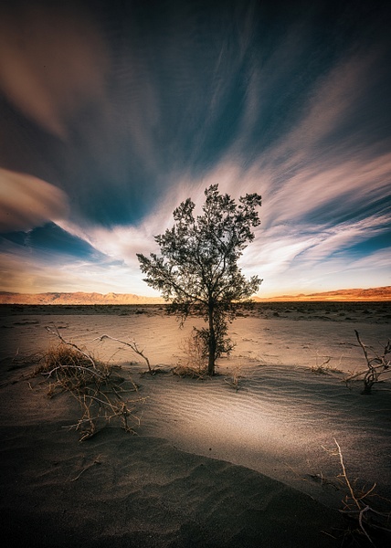 Desert Tree, California - Peter Aragone 