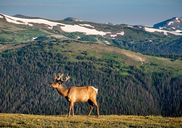 Elk in the Rockies - Store - Picturely