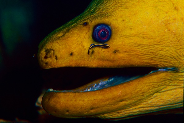 Green Moray cleaning 4 - Marinelife - Keith Ibsen Photography  