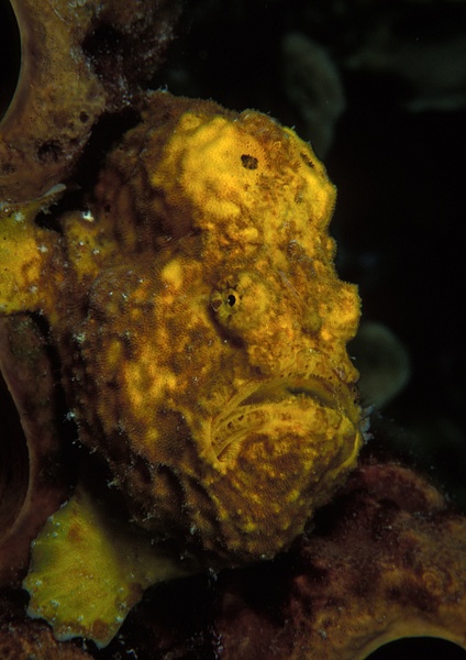 Female Frogfish Bonnaire - KeithIbsenPhotography