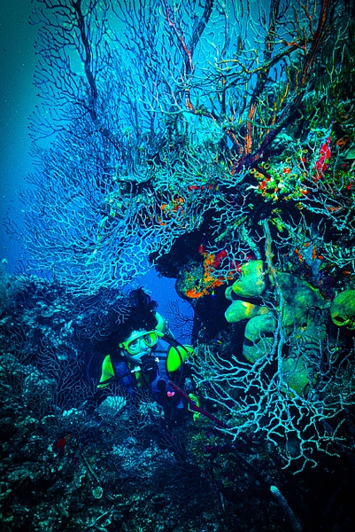 Barbara Belize coral and fans-1 - Divers - Keith Ibsen Photography 