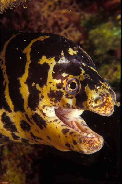 Marble Moray-4-1 - Marinelife - Keith Ibsen Photography  