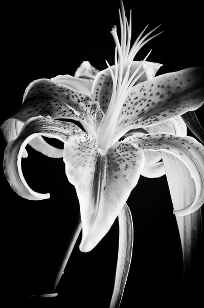 Nikon-8254-1 - Floral - Keith Ibsen Photography  