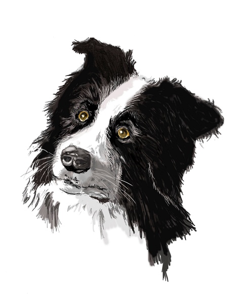 dogsface supriselookweb - Illustrations - KeithIbsenPhotography 