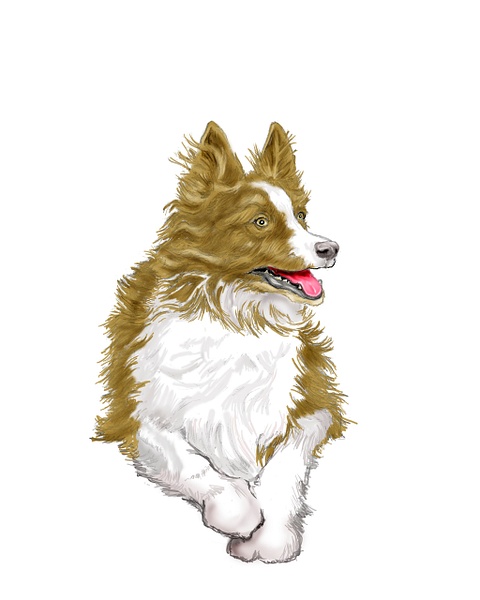 Dog for divideweb - Illustrations - KeithIbsenPhotography