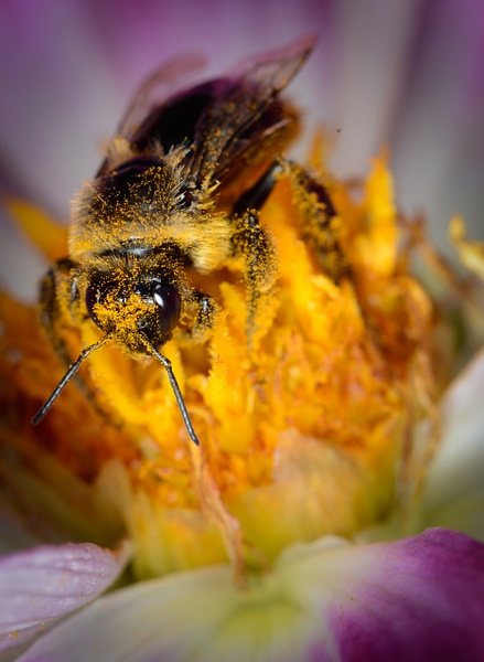 Pollen (1 of 1) - KeithIbsenPhotography