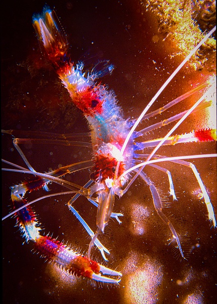 cleaner shrimp - Marinelife - Keith Ibsen Photography 