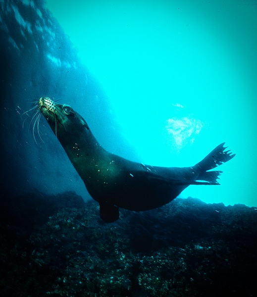 Sea Lion Galap - Marinelife - Keith Ibsen Photography  
