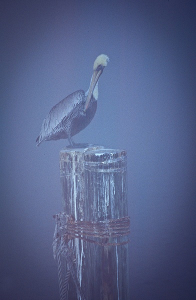 Pel-6 - Birds - Keith Ibsen Photography 