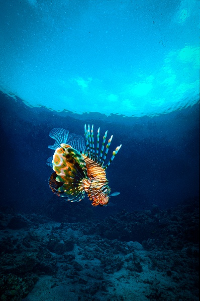 Lionfish - Marinelife - Keith Ibsen Photography  