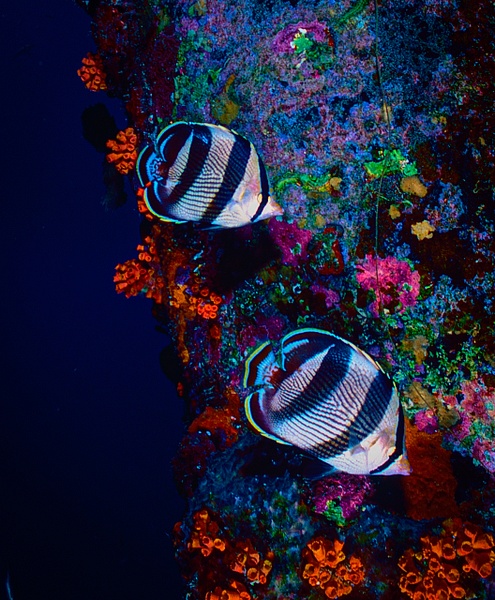 Bonaire 2 bannedbutterflyfish67 - Marinelife - Keith Ibsen Photography 
