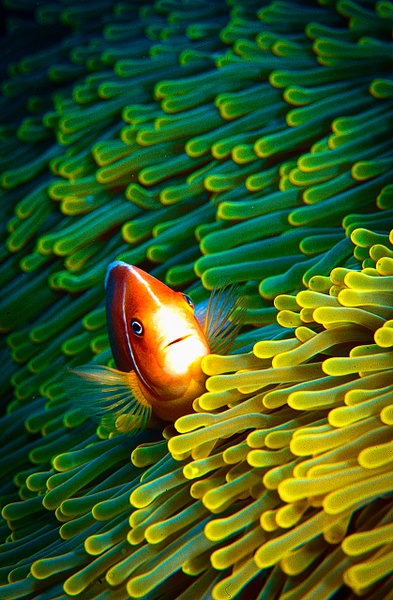 PalauClownfish in anom - Marinelife - Keith Ibsen Photography 
