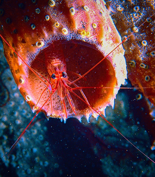 Shrimp in Tube sponge - Marinelife - Keith Ibsen Photography 
