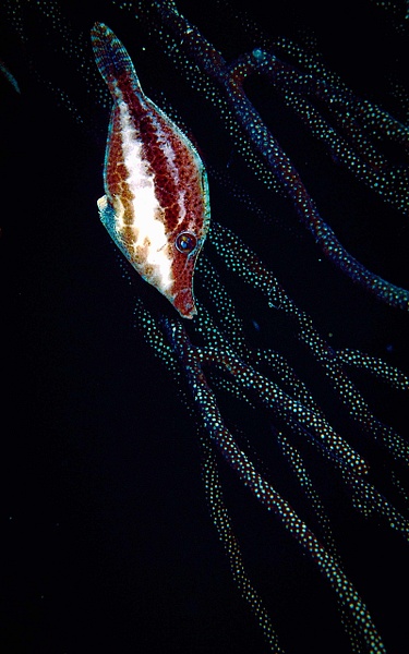 Filefish Bonaire p1094 - Marinelife - Keith Ibsen Photography  