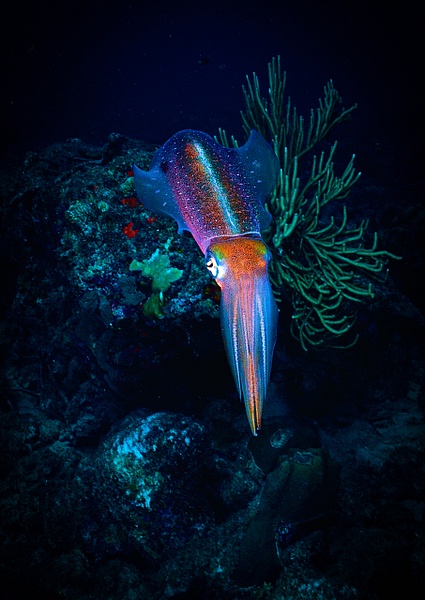 Bonaire squid - Marinelife - Keith Ibsen Photography 